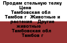 Продам стельную телку  › Цена ­ 50 000 - Тамбовская обл., Тамбов г. Животные и растения » Другие животные   . Тамбовская обл.,Тамбов г.